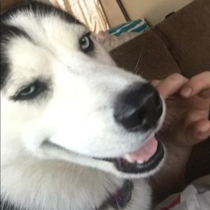 Meet your Posher, Bobby